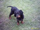 :  > Skotský setr, Gordonsetr (Scotch Setter, Gordon Setter)