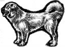 Slovenský čuvač