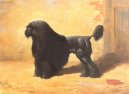 :  > Šňůrový pudl (Corded Poodle)