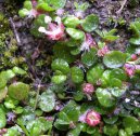 :  > Soleirolia, helxine, domácí štěstí (Soleirolia soleirolii)