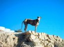:  > Španělský chrt (Spanish Greyhound, Galgo espanol)