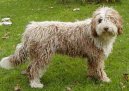 :  > Španělský vodní pes (Spanish Water Dog)