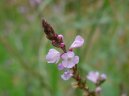 Фотография: Verbena officinalis