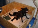 :  > Stanovení optimální doby krytí fen (Veterinární rady)