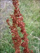 Фотография: Rumex crispus