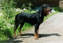:  > Švýcarský malý honič (Schweizer Niederlaufhunde)