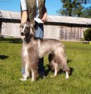 :  > Tajgan, Kirgizský chrt (Taigan, Kirghiz Borzoi)