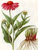 :  > Terčovka Úzkolistá (Echinacea angustifolia)
