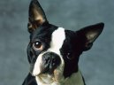 :  > Teriéři (Terrier)