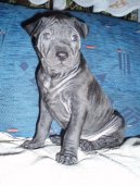 :  > Thajský ridgeback (Thailand-Ridgeback)