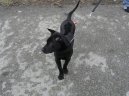 Thajský ridgeback