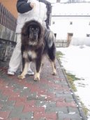 Tibetská doga