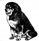Tibetská doga