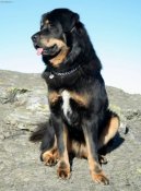 Tibetská doga