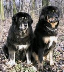Tibetská doga