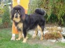 Tibetská doga
