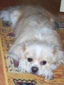 :  > Tibetský španěl (Tibetan Spaniel)