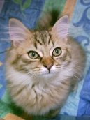 :  > Tiffany kočka (Tiffany Cat / Chantilly)