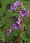 :  > Tořivka (Streptocarpus)