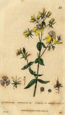 :  > Třezalka Tečkovaná (Hypericum perforatum)