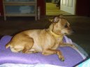 :  > Trpasličí pinč (Zwergpinscher)