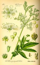 :  > Tužebník Jilmový (Filipendula ulmaria)