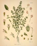 :  > Tymián Obecný (Thymus vulgaris)
