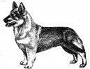 :  > Švédský valhaund (Swedish Vallhund)