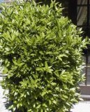 :  > Vavřín (Laurus)