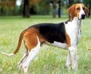 :  > Velký francouzsko-anglický trikolorní honič (Great Anglo-French Tricolour Hound)