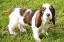 :  > Velký vendéeský hrubosrstý baset (Grand basset griffon vendeen)