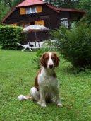 :  > Velššpringršpaněl (Welsh Springer Spaniel)