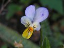 Фотография: Viola tricolor