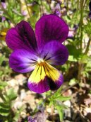 Фотография: Viola tricolor