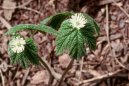 Фотография: Hydrastis canadensis