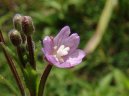 Фотография: Epilobium parviflorum Schreb