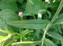 Фотография: Epilobium parviflorum Schreb