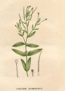 :  > Vrbovka malokvětá (Epilobium parviflorum Schreb)