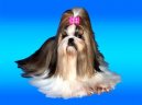 :  > Výstavní úprava (Výstavní úprava shih-tzu)