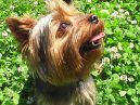 :  > Yorkšírský terier (Yorkshire Terrier)