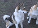 :  > Západosibiřská lajka (West Siberian Laika)