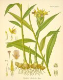 :  > Zázvor Lékařský (Zingiber officinalis)