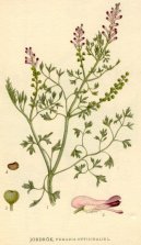 :  > Zemědýn Lékařský (Fumaria officinalis)