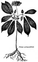 :  > Ženšen (Panax ginseng)