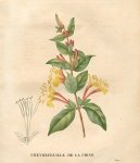 :  > Zimolez Japonský (Lonicera japonica)