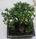 :  > Zimostráz (Buxus Harlandii)