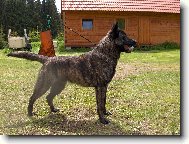 holandský ovčák