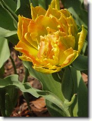 plnokvětý tulipán