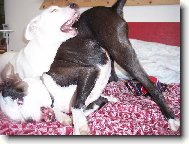 Fenky PItbulla a Argentinské dogy