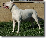 Argentinská doga-fena3 roky